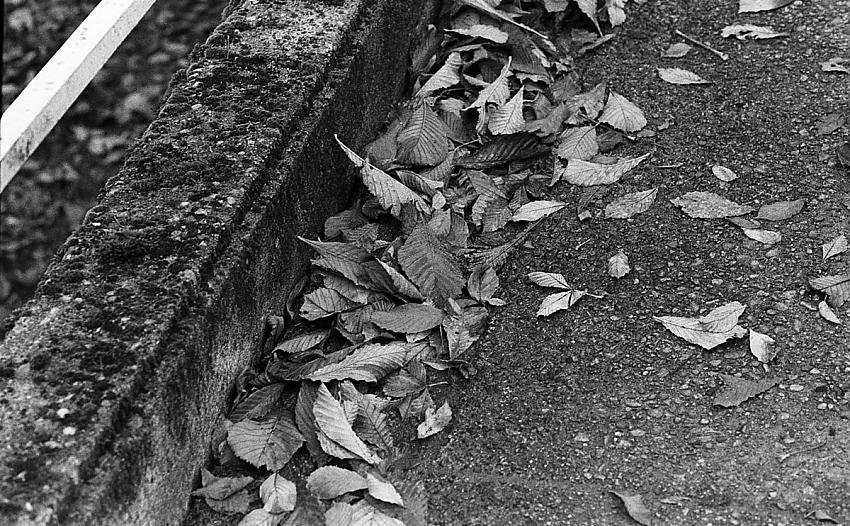 Fall and last one with Kodak 5222 film