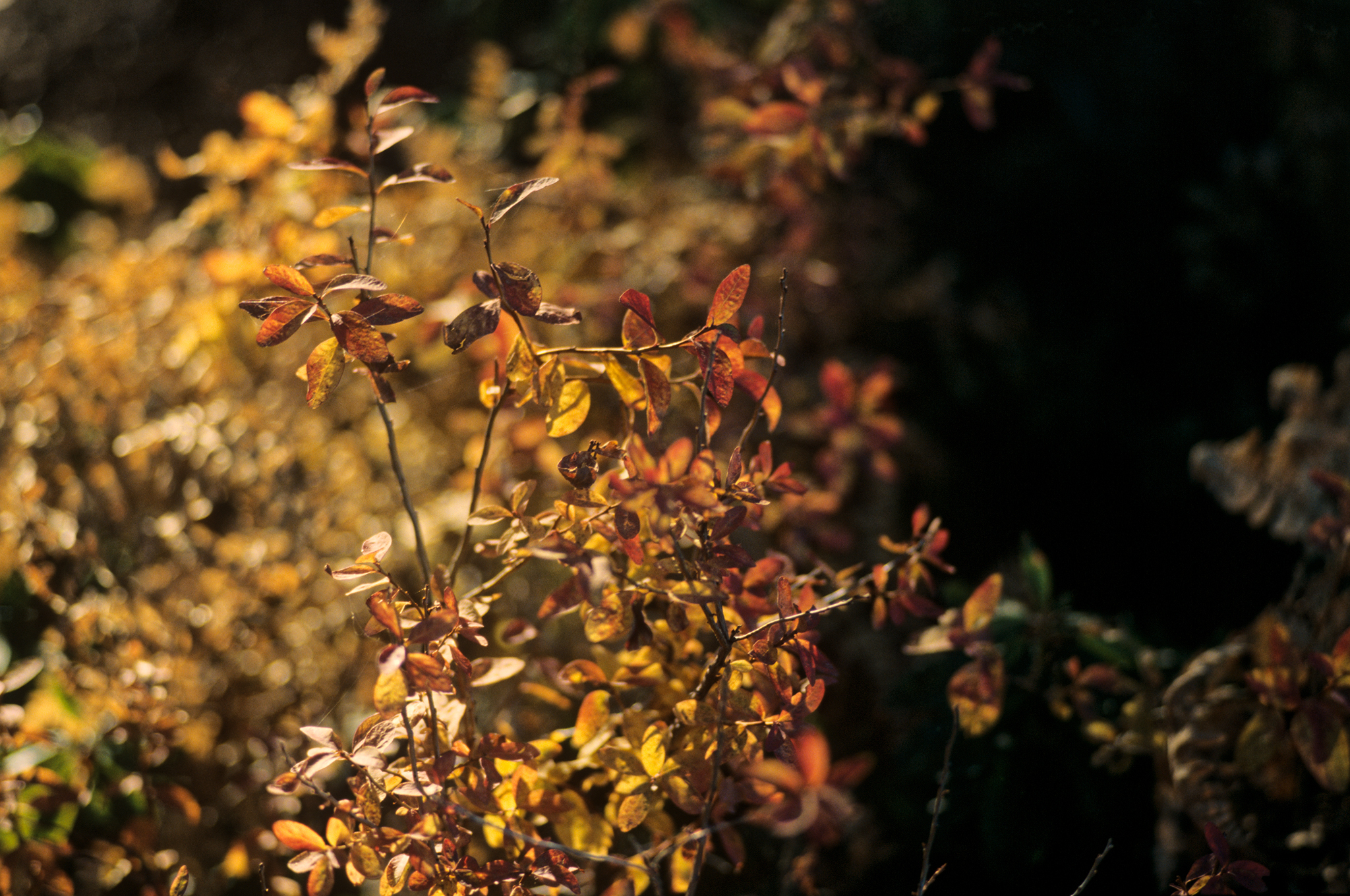 Fall at Yosemite
