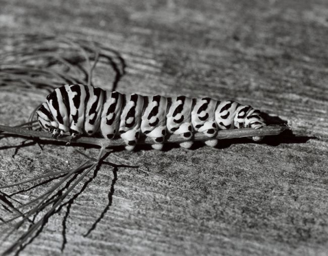 Fall Caterpillar