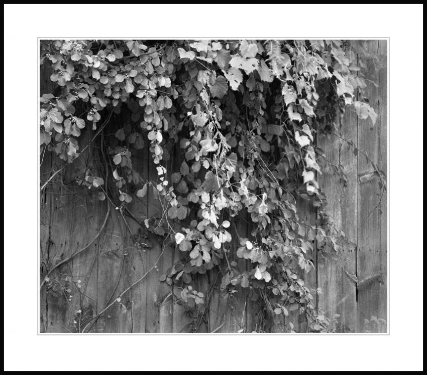 Fall Farm Foliage