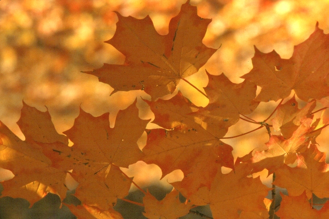 Fall Glow