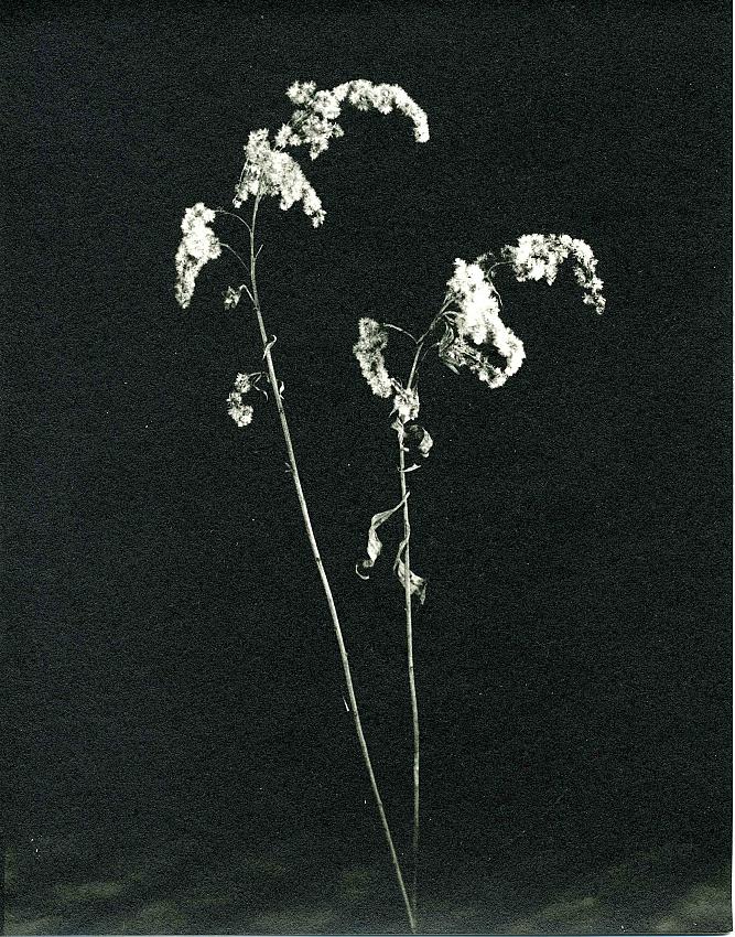 Fall Grasses-02