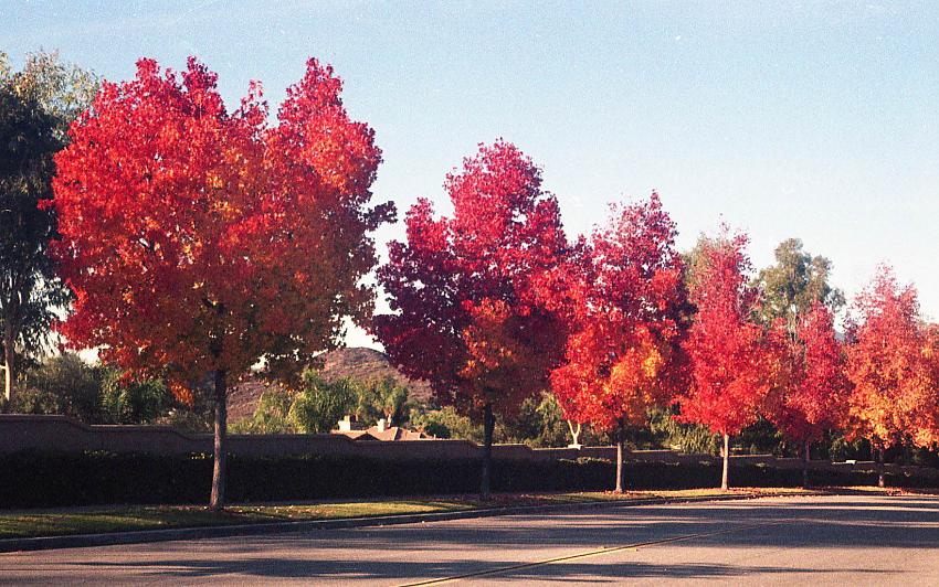 Fall in Southern California