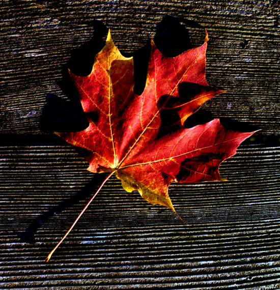 Fall Leaf