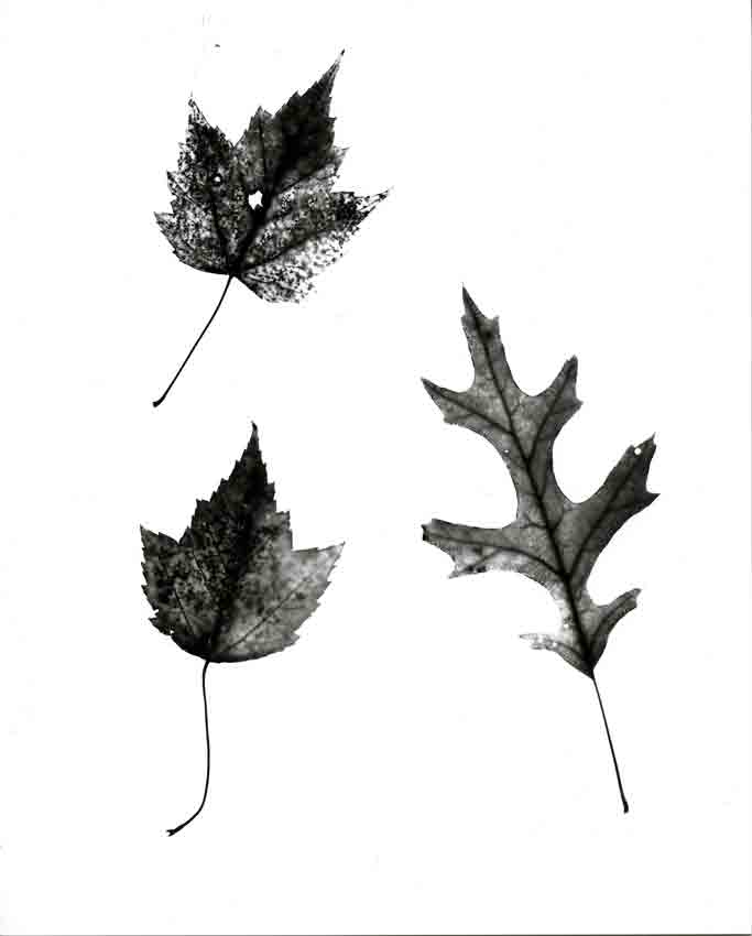 Fall Leaves, Reverse Photogram-V