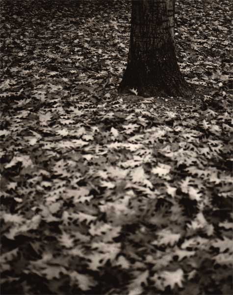 Fall Leaves