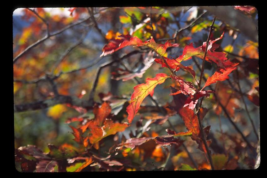 Fall leaves