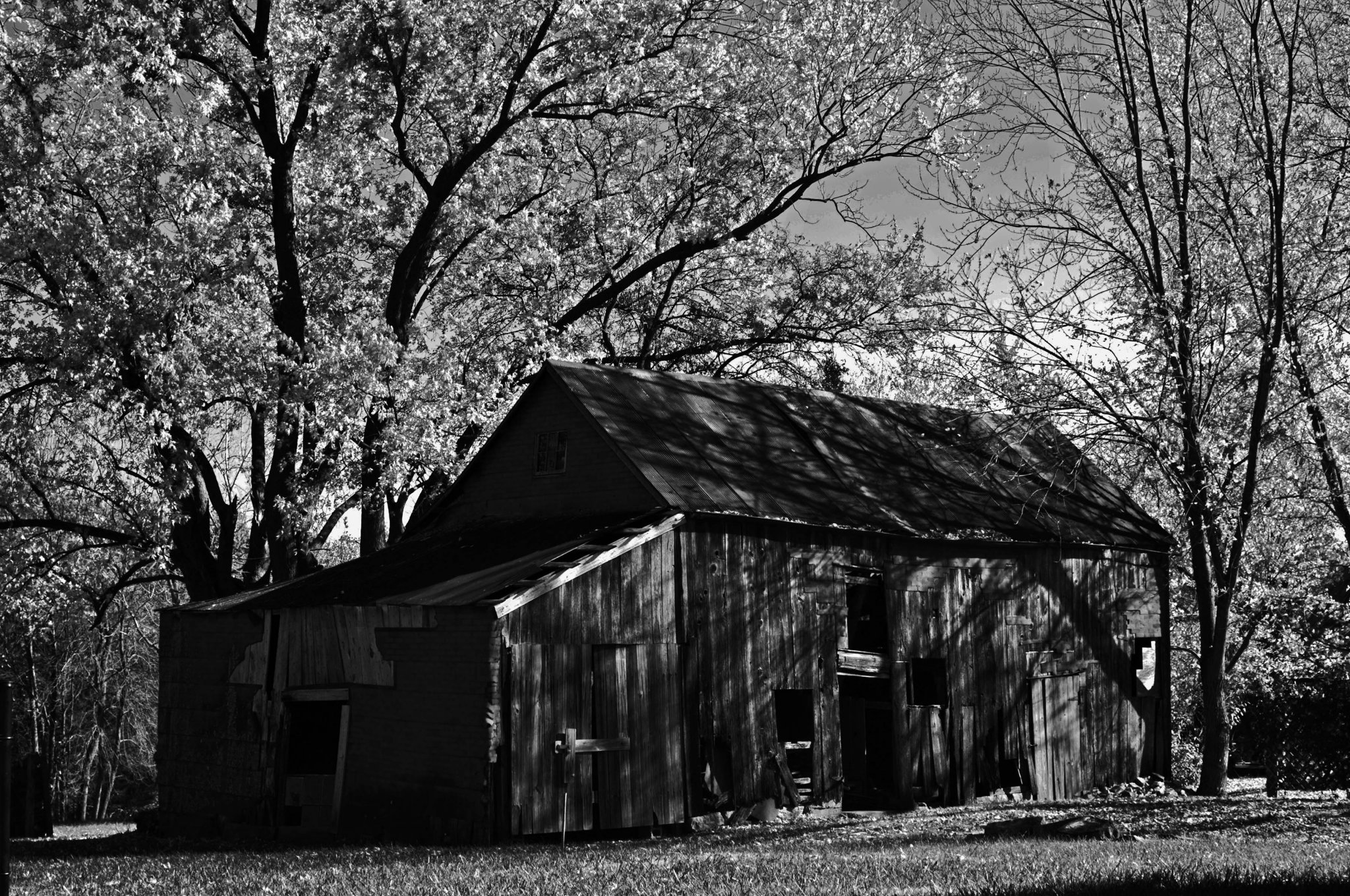 Fall Monochrome1