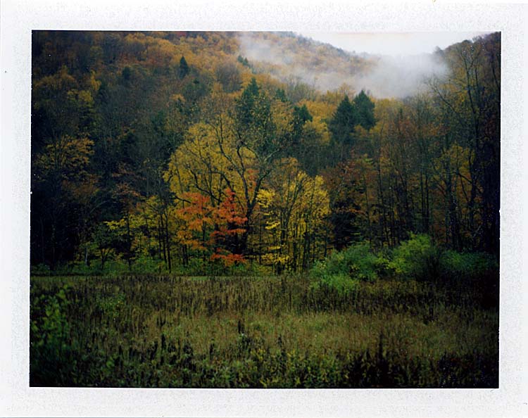 Fall Morning
