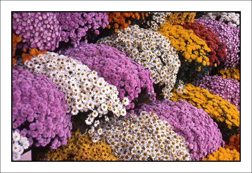 Fall Mums