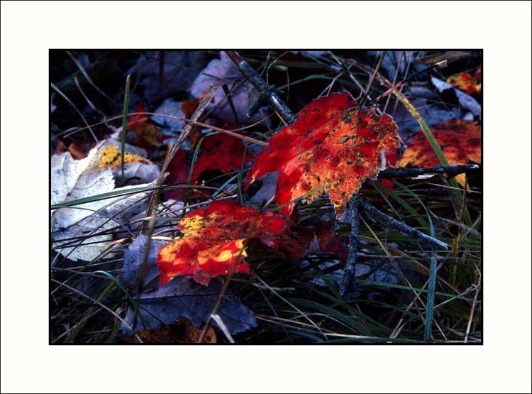 Fall on Kodachrome 25 #2