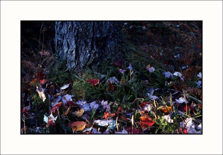 Fall on Kodachrome 25 #3