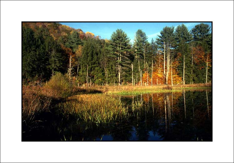 Fall on Kodachrome 25 #5