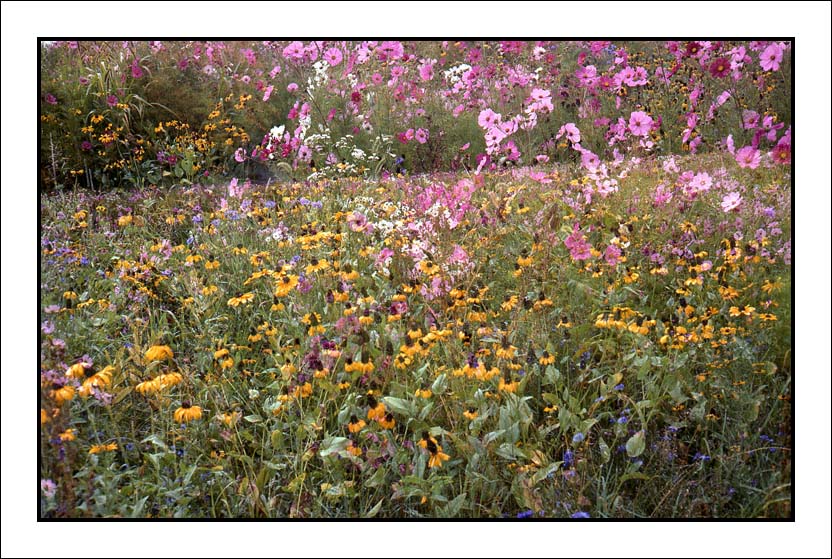 Fall Wildflowers