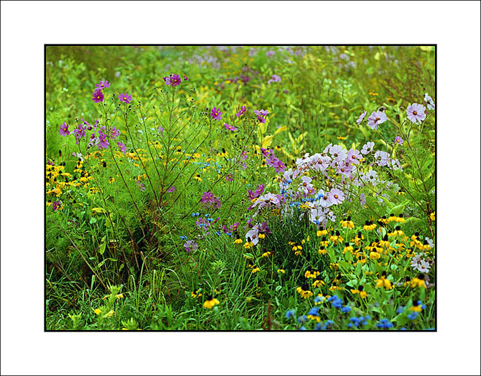 Fall Wildflowers