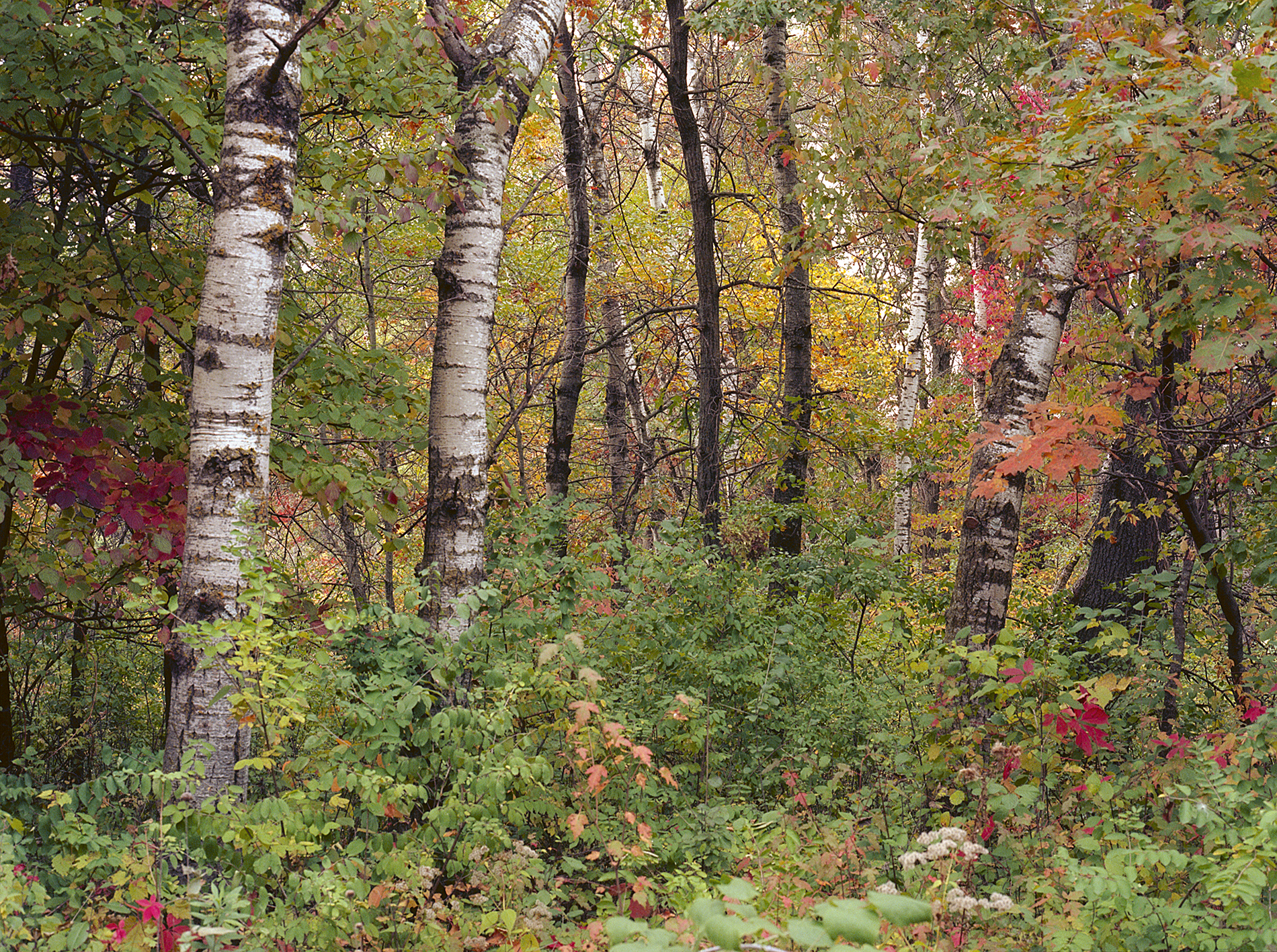 Fall Woodland
