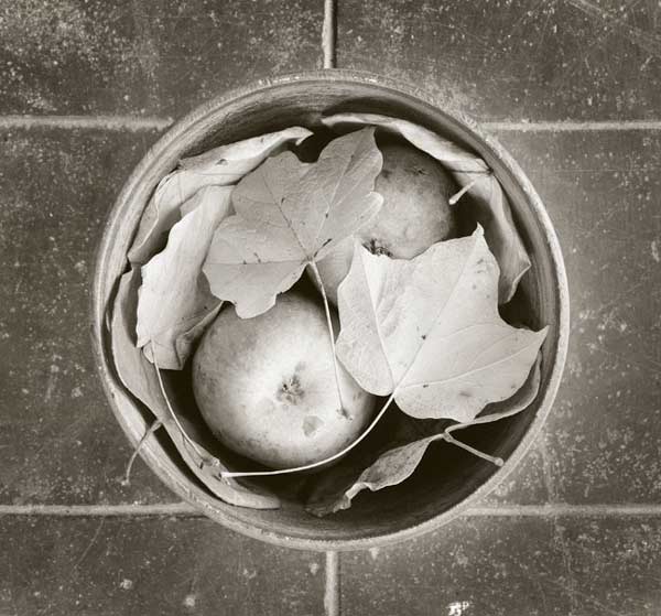 Fall Yard Harvest on Patio
