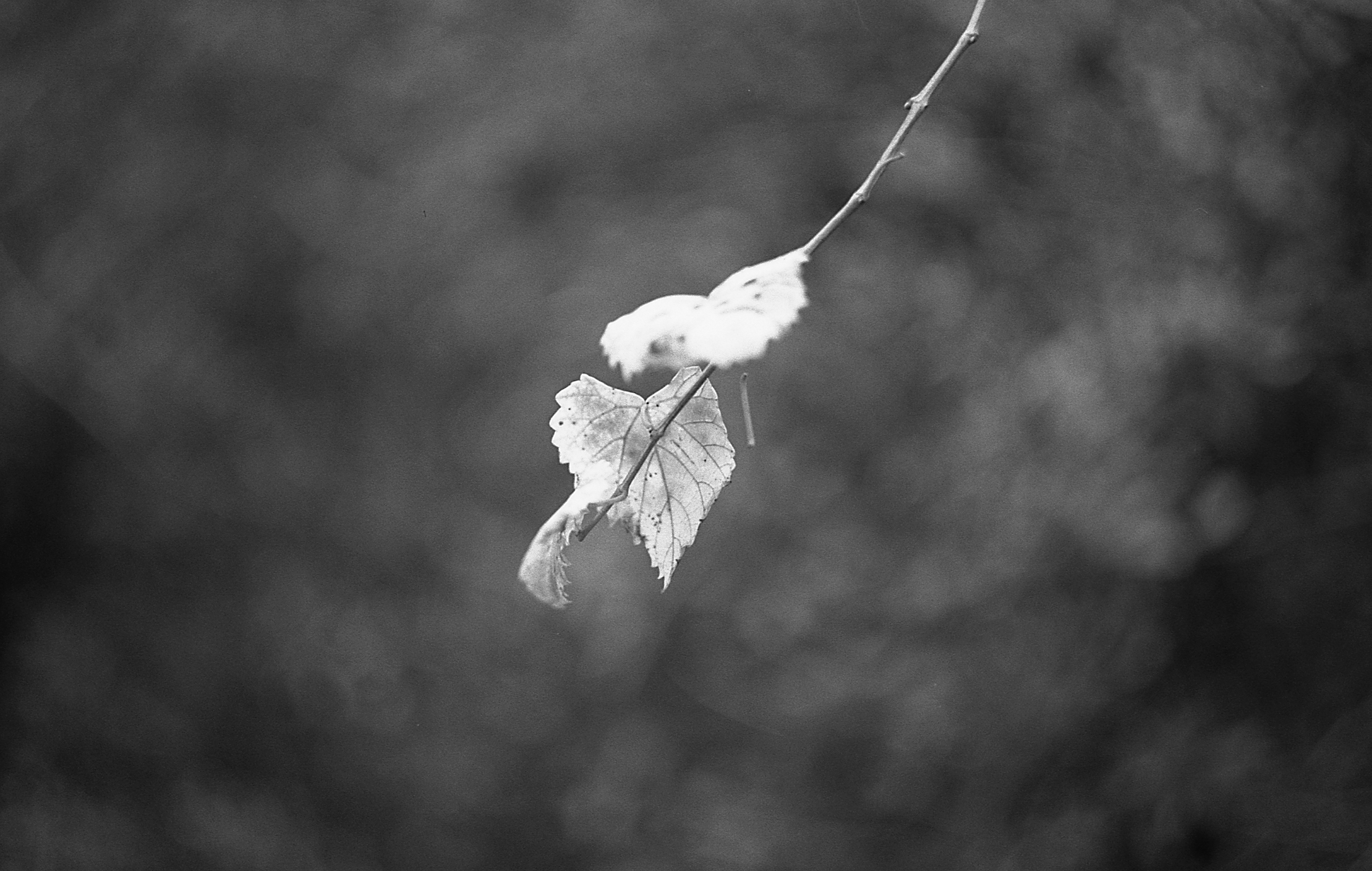Fall