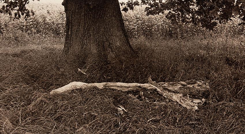 Fallen Branch