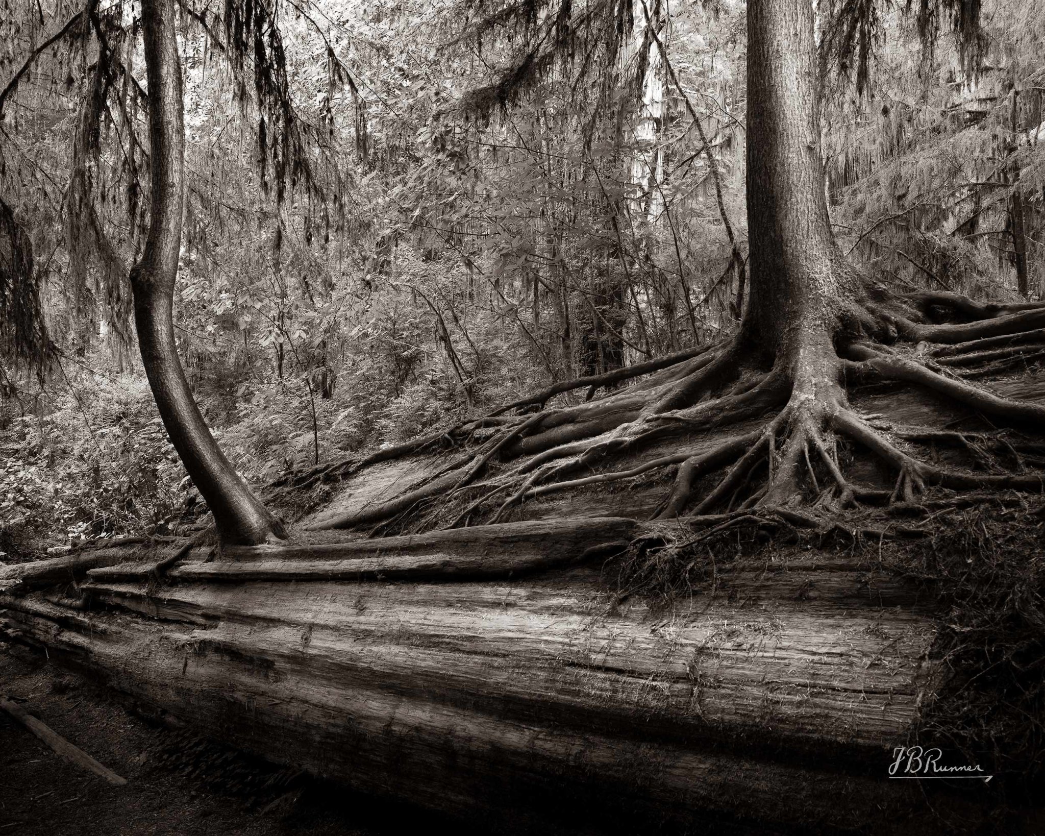 Fallen-Giant
