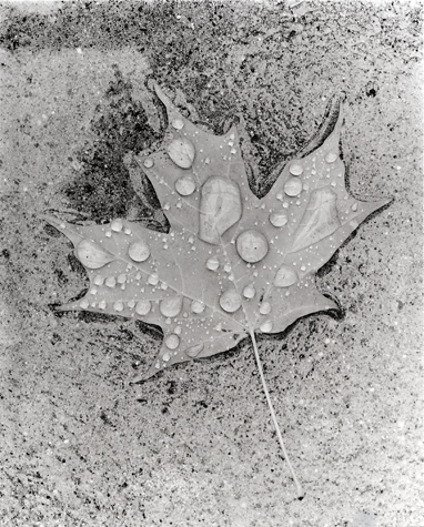 Fallen Leaf In Rainstorm