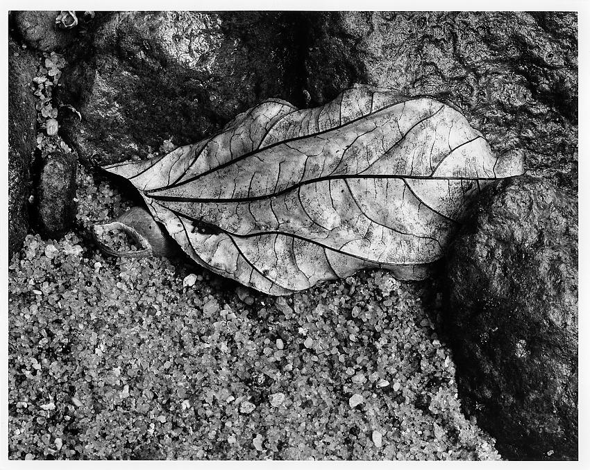 Fallen leaf, Rio Tatin, Izabal, Guatemala