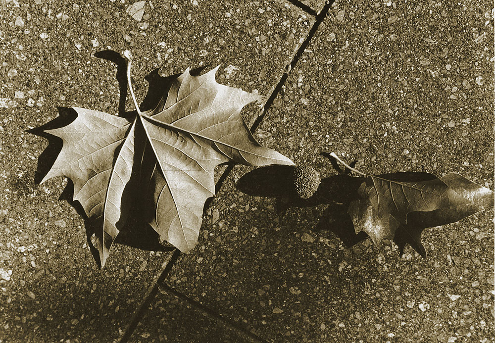 Fallen Leaves