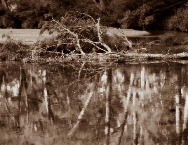 Fallen She-Oak and reflections
