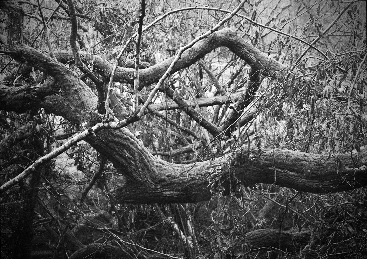 Fallen Tree after Storm Darragh