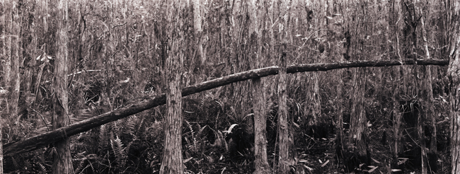 Fallen Tree, Corksrew swamp 2006