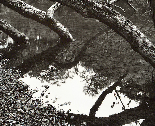 Fallen Tree, Neshannock Creek