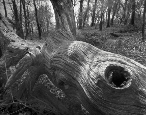 Fallen Tree, Tray Mountain, Georgia