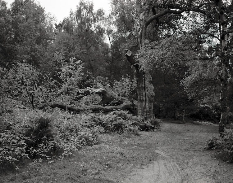 Fallen Tree