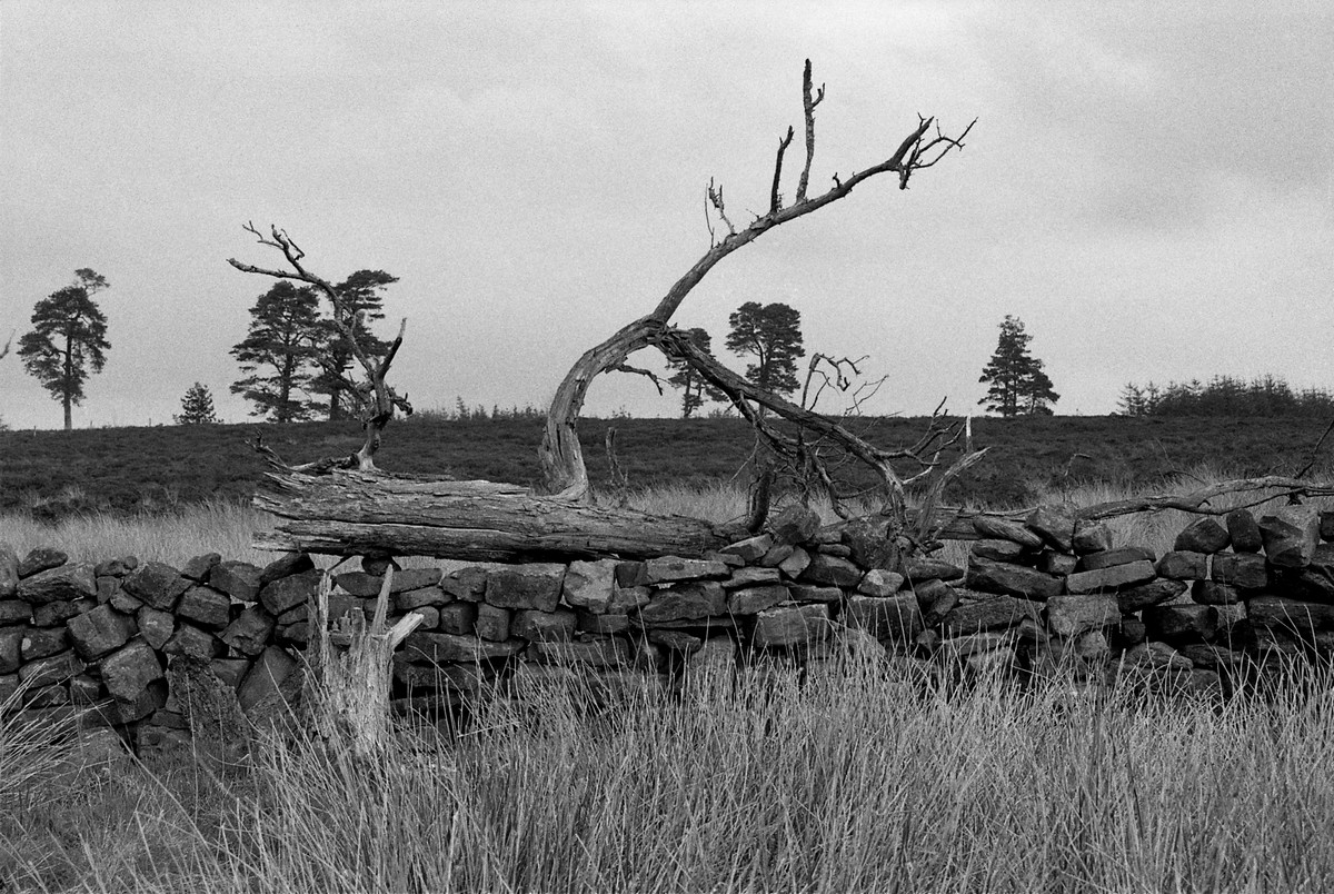 Fallen Tree