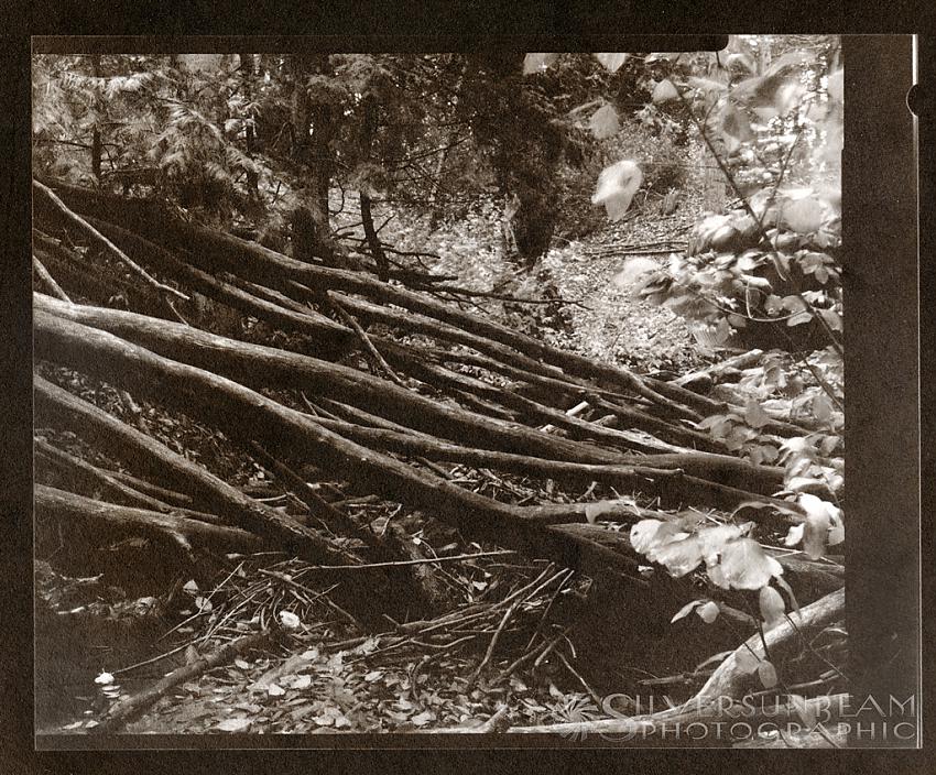 Fallen Trees, Hidden Stream (VDB)