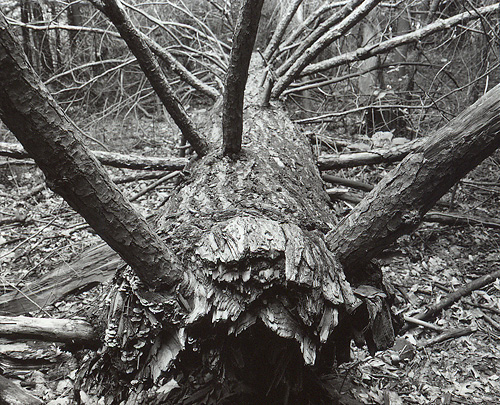 Fallen