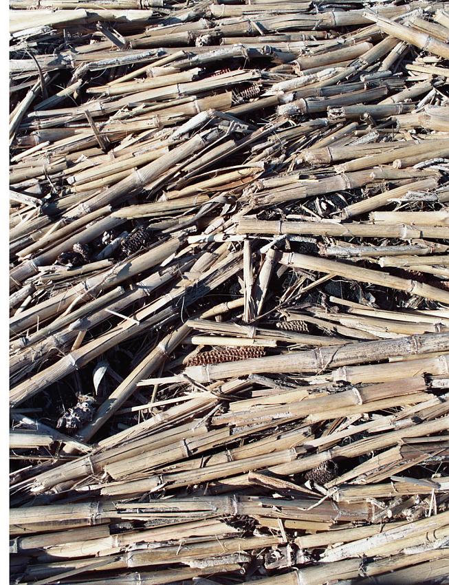 fallow corn stalks arranged by water