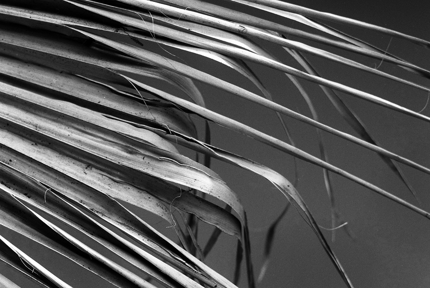 Fan Palm