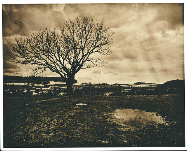 Farm Tree Lith
