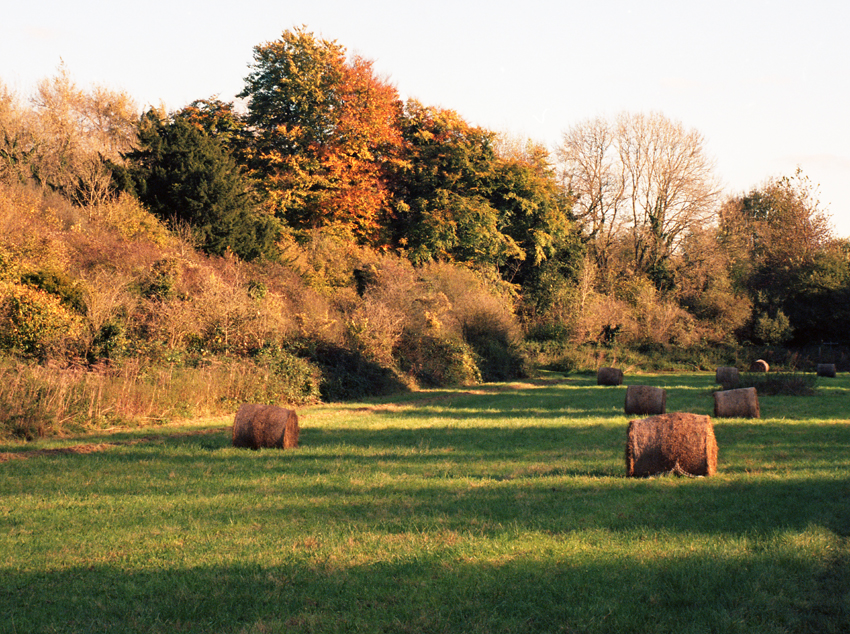 Farthing Downs Autumn #1