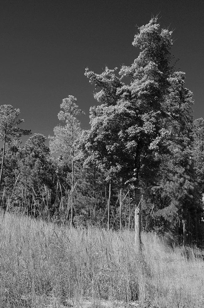 Faux IR Foliage 2