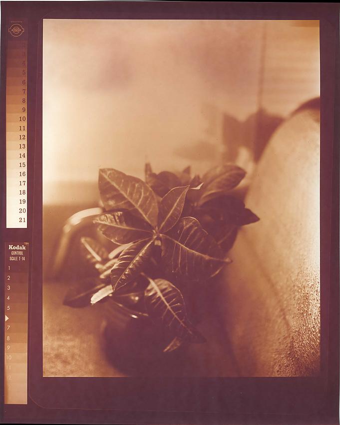 Faux POP - Croton on X-Ray Negative