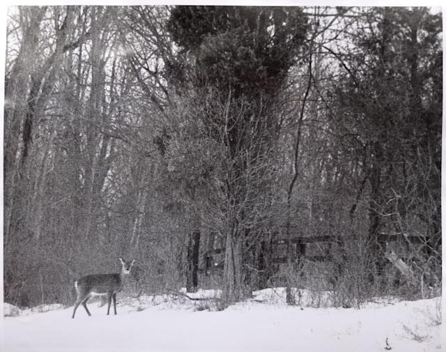 fawn in snow II