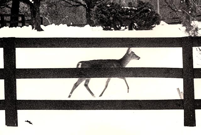 Fawn in the snow