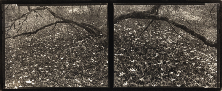 Fawn Lilies, Diptych