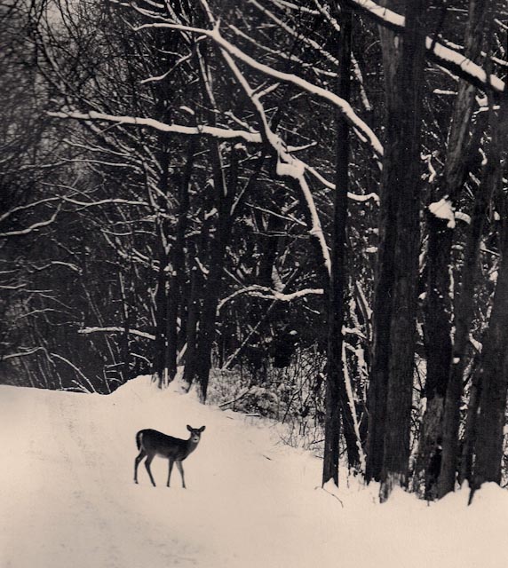Fawn on the road