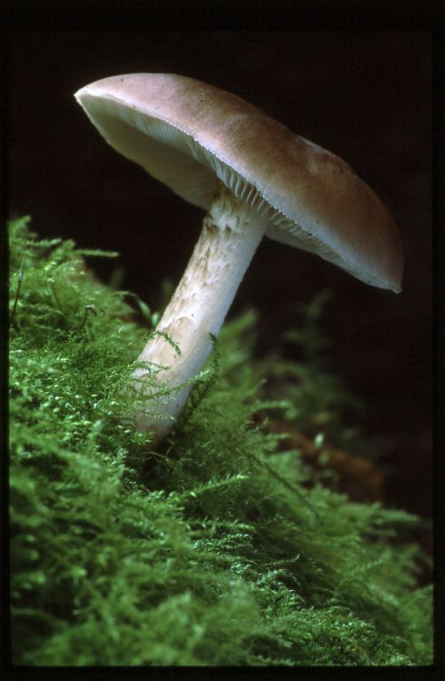 Fawn Pluteus ?