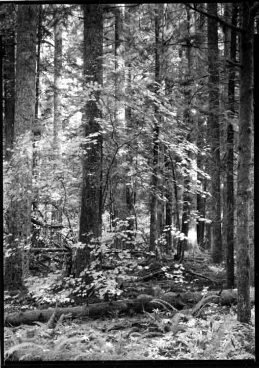 Federation Forest