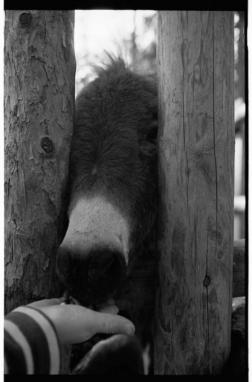 Feed The Donkey
