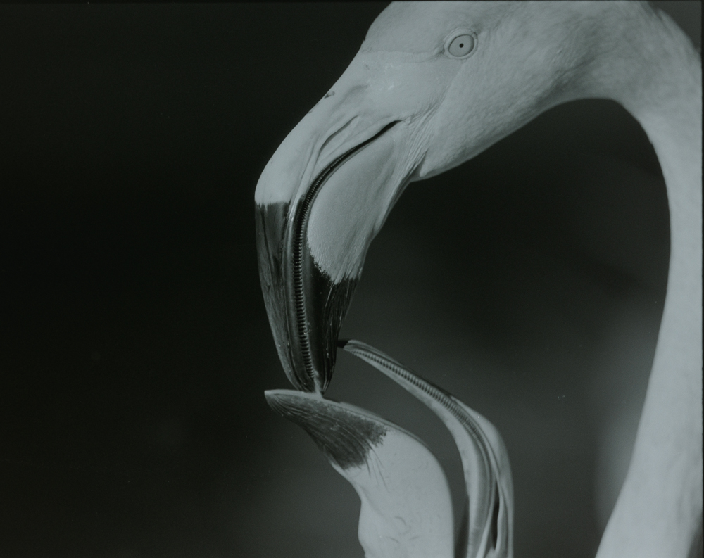 Feeding
